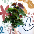 Anthurium andraeanum 'Essencia' - Deep Burgundy Red Flamingo Flower - Sprouts of Bristol