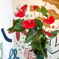 Anthurium andraeanum 'Idaho' - Red Flamingo Flower - Sprouts of Bristol