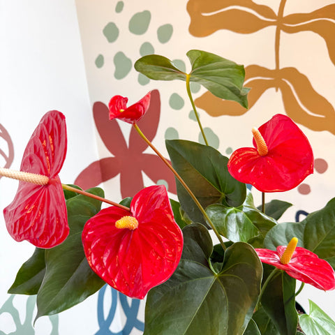 Anthurium andraeanum 'Idaho' - Red Flamingo Flower - Sprouts of Bristol