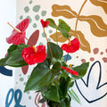 Anthurium andraeanum 'Idaho' - Red Flamingo Flower - Sprouts of Bristol