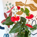 Anthurium andraeanum 'Idaho' - Red Flamingo Flower - Sprouts of Bristol