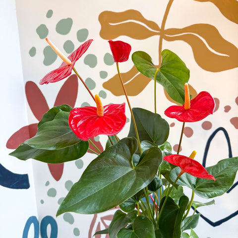 Anthurium andraeanum 'Idaho' - Red Flamingo Flower - Sprouts of Bristol