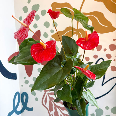 Anthurium andraeanum 'Idaho' - Red Flamingo Flower - Sprouts of Bristol