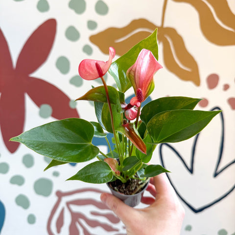 Anthurium andraeanum 'Matata' - Pink Flamingo Flower - Sprouts of Bristol