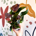Anthurium andraeanum 'Paris Black' - Black Flamingo Flower - Sprouts of Bristol