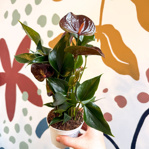 Anthurium andraeanum 'Paris Black' - Black Flamingo Flower - Sprouts of Bristol
