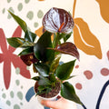 Anthurium andraeanum 'Paris Black' - Black Flamingo Flower - Sprouts of Bristol