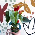 Anthurium andraeanum 'Royal Champion' Red Flamingo Flower - Sprouts of Bristol