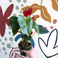 Anthurium andraeanum 'Royal Champion' Red Flamingo Flower - Sprouts of Bristol