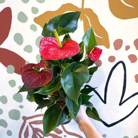 Anthurium andraeanum 'Success Red' - Red Flamingo Flower - Sprouts of Bristol