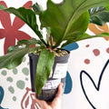 Anthurium crassinervium ‘Karma Birdnest’ - Sprouts of Bristol