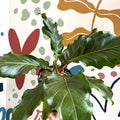 Anthurium crassinervium ‘Karma Birdnest’ - Sprouts of Bristol