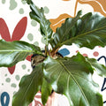 Anthurium crassinervium ‘Karma Birdnest’ - Sprouts of Bristol