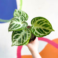 Anthurium crystallinum 'Silver Blush' - Sprouts of Bristol