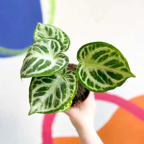 Anthurium crystallinum 'Silver Blush' - Sprouts of Bristol