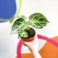 Anthurium crystallinum 'Silver Blush' - Sprouts of Bristol