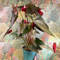 Anthurium 'Delicata' - Dark Red Flamingo Flower - Sprouts of Bristol