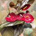 Anthurium 'Delicata' - Dark Red Flamingo Flower - Sprouts of Bristol