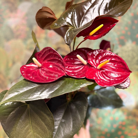 Anthurium 'Delicata' - Dark Red Flamingo Flower - Sprouts of Bristol