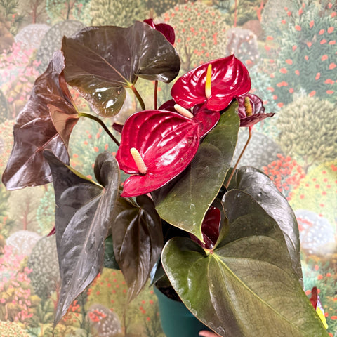 Anthurium 'Delicata' - Dark Red Flamingo Flower - Sprouts of Bristol