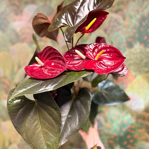 Anthurium 'Delicata' - Dark Red Flamingo Flower - Sprouts of Bristol