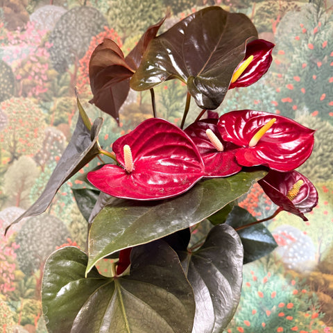 Anthurium 'Delicata' - Dark Red Flamingo Flower - Sprouts of Bristol