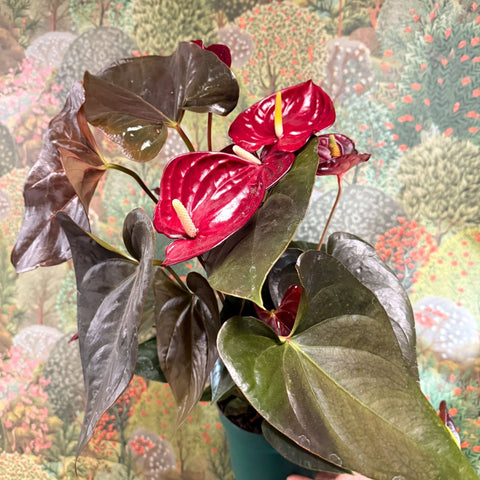 Anthurium 'Delicata' - Dark Red Flamingo Flower - Sprouts of Bristol