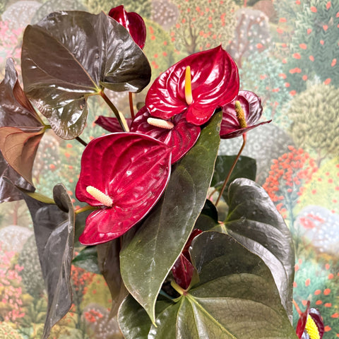 Anthurium 'Delicata' - Dark Red Flamingo Flower - Sprouts of Bristol