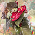 Anthurium 'Delicata' - Dark Red Flamingo Flower - Sprouts of Bristol