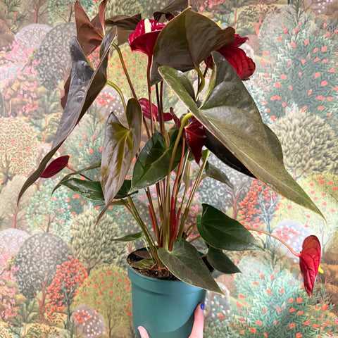 Anthurium 'Delicata' - Dark Red Flamingo Flower - Sprouts of Bristol