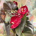 Anthurium 'Delicata' - Dark Red Flamingo Flower - Sprouts of Bristol