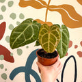 Anthurium forgetii – Velvet Shield Plant - Sprouts of Bristol