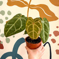 Anthurium forgetii – Velvet Shield Plant - Sprouts of Bristol