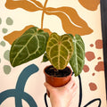 Anthurium forgetii – Velvet Shield Plant - Sprouts of Bristol