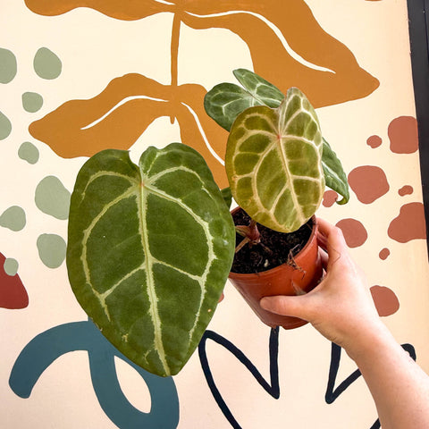Anthurium forgetii – Velvet Shield Plant - Sprouts of Bristol