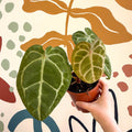 Anthurium forgetii – Velvet Shield Plant - Sprouts of Bristol