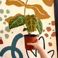 Anthurium forgetii – Velvet Shield Plant - Sprouts of Bristol