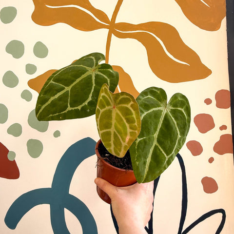 Anthurium forgetii – Velvet Shield Plant - Sprouts of Bristol