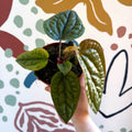 Anthurium luxurians × radicans - Sprouts of Bristol