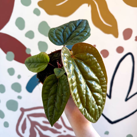 Anthurium luxurians × radicans - Sprouts of Bristol