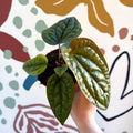 Anthurium luxurians × radicans - Sprouts of Bristol
