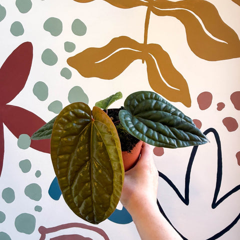 Anthurium luxurians × radicans - Sprouts of Bristol
