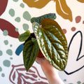 Anthurium luxurians × radicans - Sprouts of Bristol