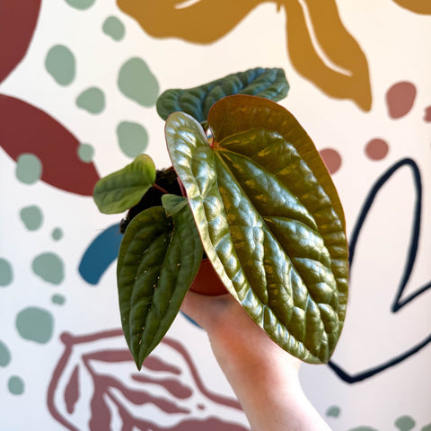 Anthurium luxurians × radicans - Sprouts of Bristol
