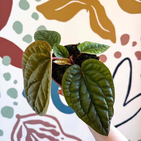 Anthurium luxurians × radicans - Sprouts of Bristol