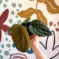 Anthurium luxurians × radicans - Sprouts of Bristol