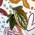 Anthurium luxurians × radicans - Sprouts of Bristol