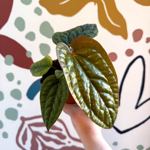 Anthurium luxurians × radicans - Sprouts of Bristol