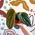 Anthurium luxurians × radicans - Sprouts of Bristol
