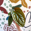 Anthurium luxurians × radicans - Sprouts of Bristol
